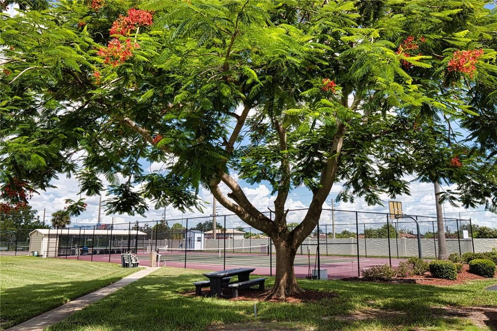 待售: $3,000 (0.13 acres)