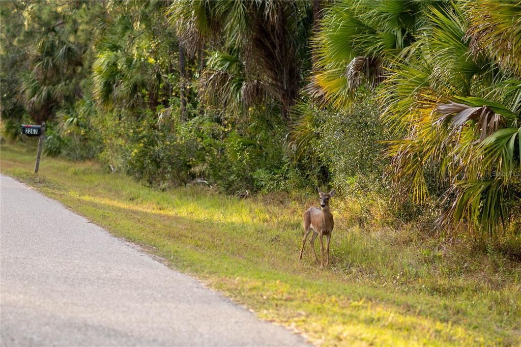 For Sale: $335,000 (3.00 acres)