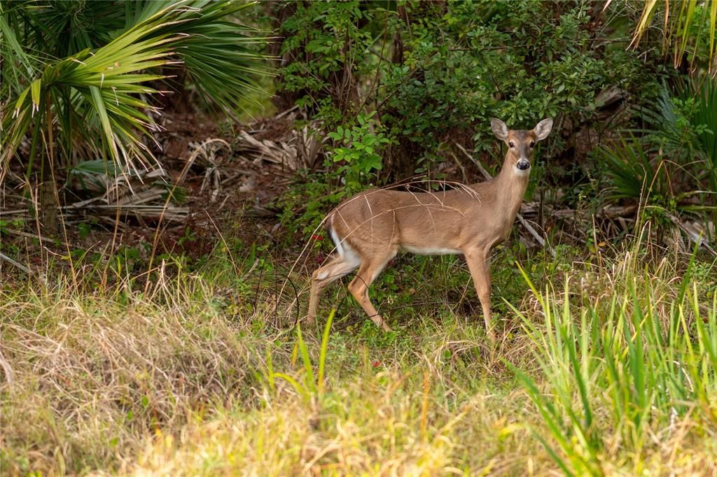 For Sale: $335,000 (3.00 acres)