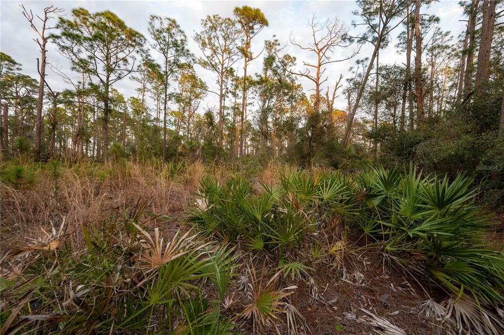 For Sale: $335,000 (3.00 acres)