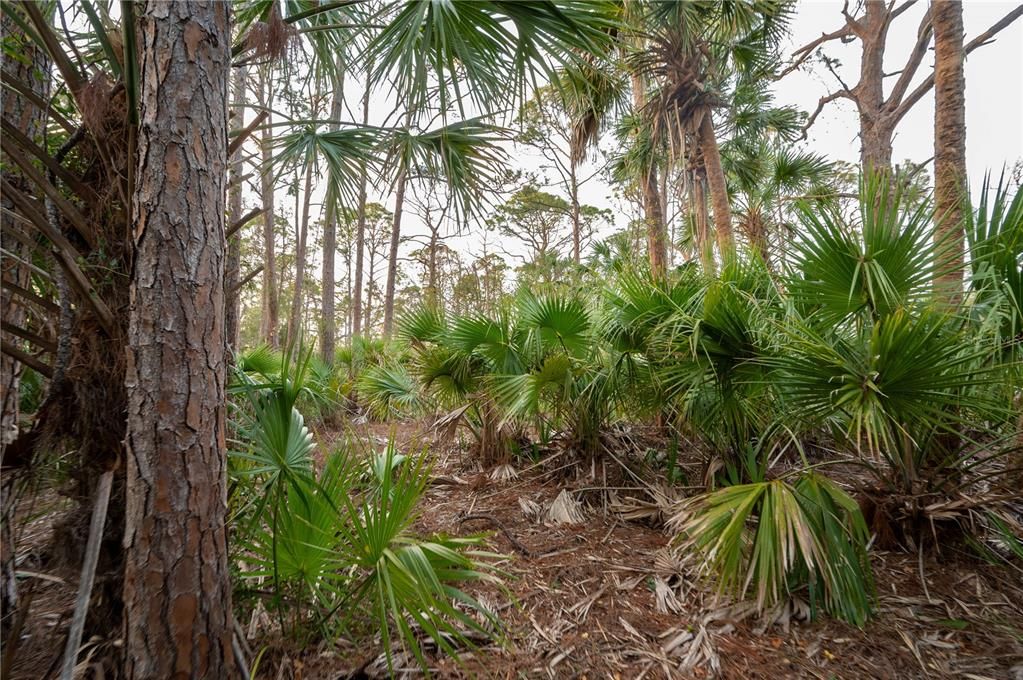 En Venta: $335,000 (3.00 acres)