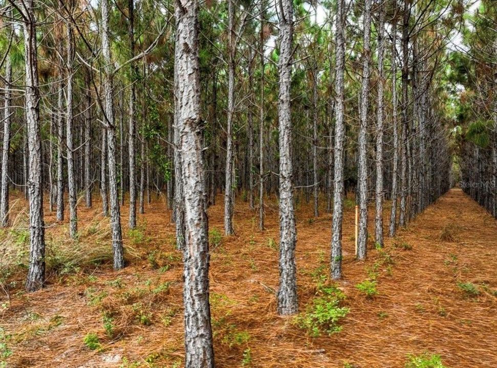 待售: $482,600 (12.70 acres)