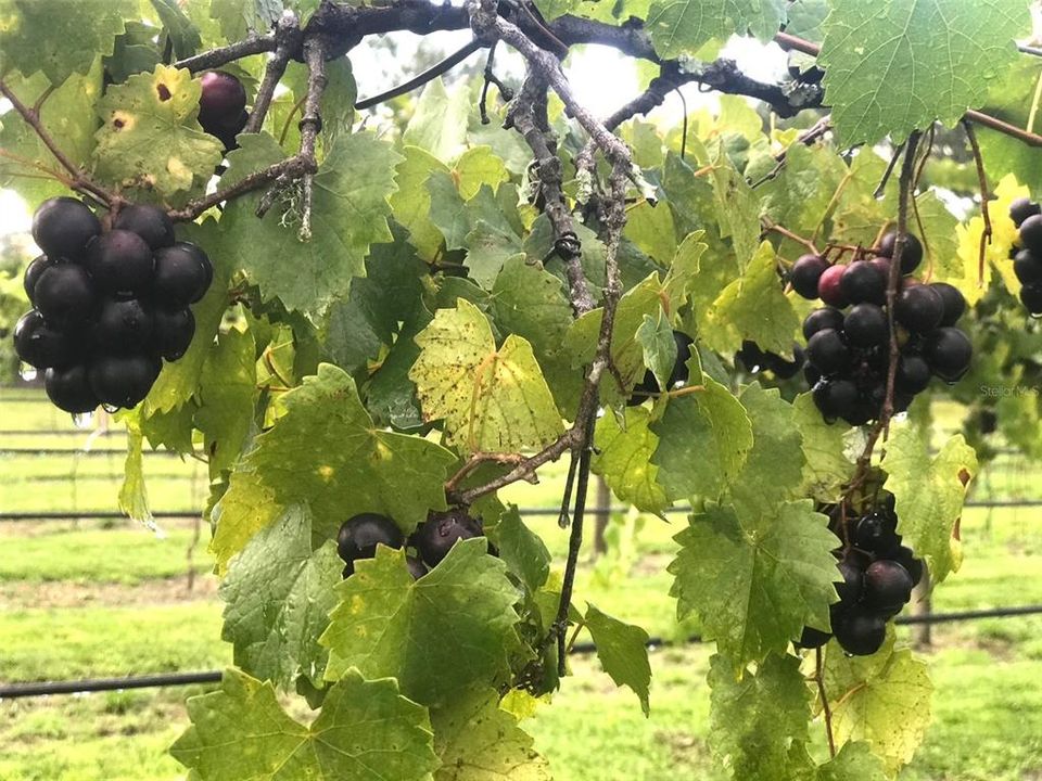 На продажу: $2,695,000 (7 спален, 5 ванн, 4920 Квадратных фут)