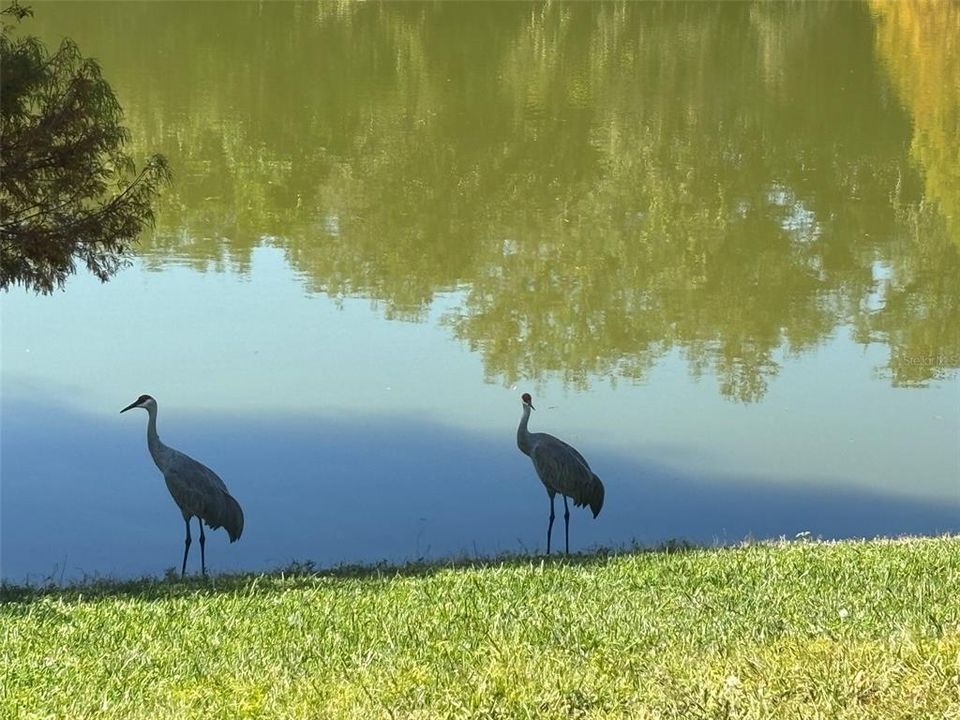 En Renta: $2,950 (3 camas, 2 baños, 2597 Pies cuadrados)