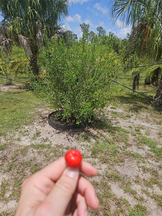 待售: $850,000 (4.96 acres)