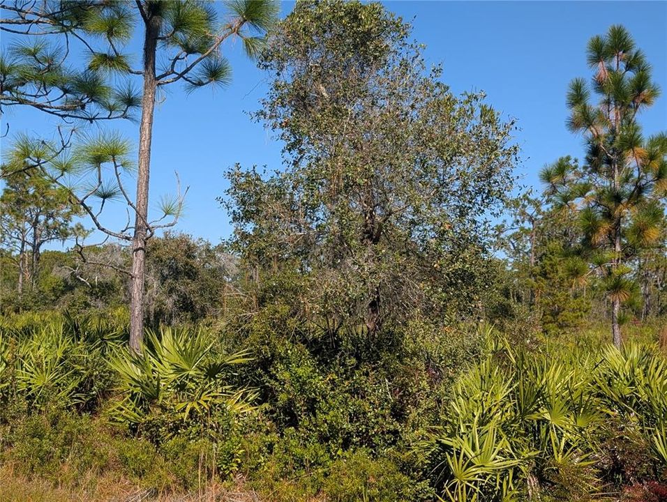 待售: $45,000 (1.05 acres)