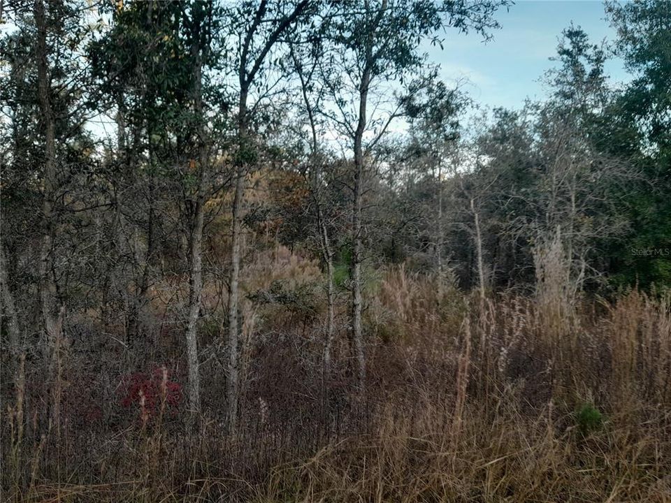 На продажу: $28,000 (1.00 acres)