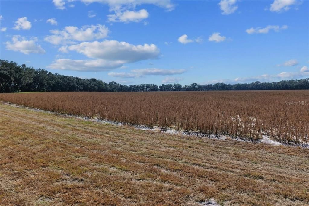 На продажу: $299,000 (19.45 acres)