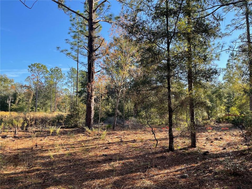 На продажу: $39,900 (1.25 acres)