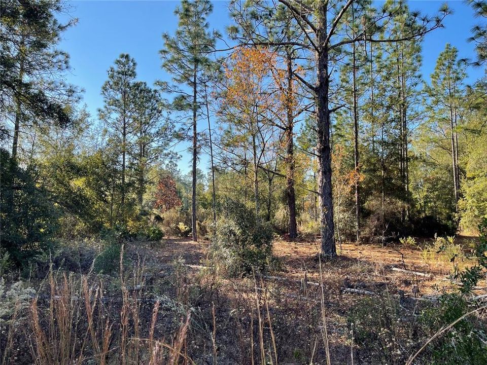 На продажу: $39,900 (1.25 acres)