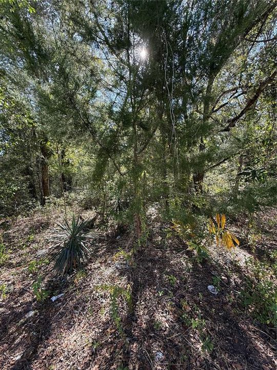 En Venta: $67,500 (0.56 acres)