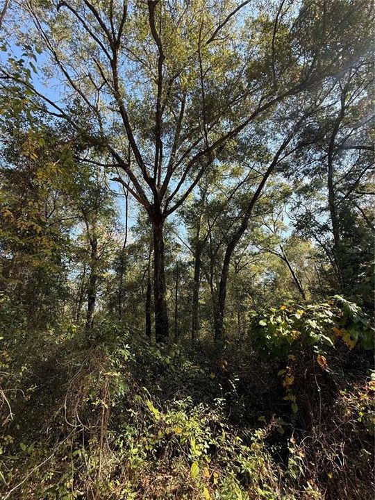 En Venta: $67,500 (0.56 acres)