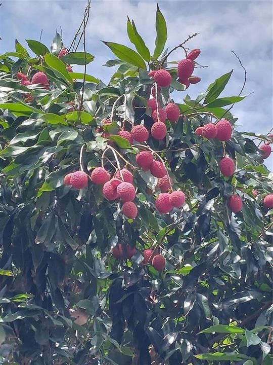 待售: $1,300,000 (3 贝兹, 3 浴室, 3367 平方英尺)