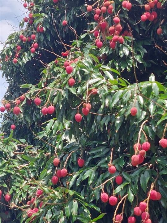 待售: $1,300,000 (3 贝兹, 3 浴室, 3367 平方英尺)