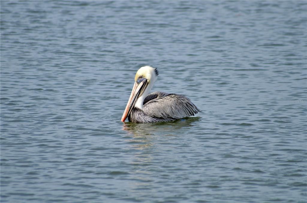 На продажу: $750,000 (0.42 acres)