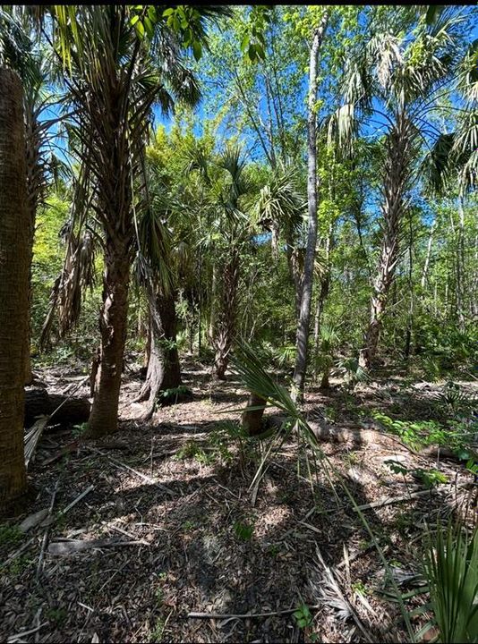 En Venta: $155,000 (6.20 acres)