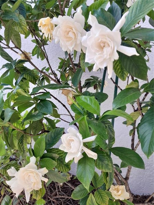 Active With Contract: $399,999 (2 beds, 2 baths, 1726 Square Feet)