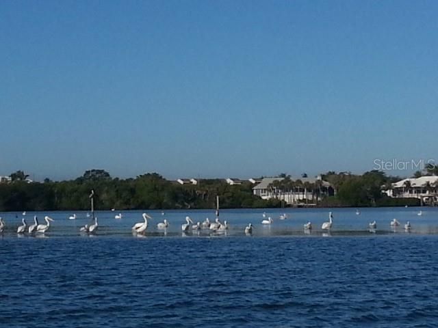 En Venta: $19,500 (0.17 acres)