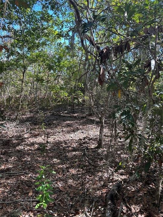 En Venta: $50,000 (16.68 acres)