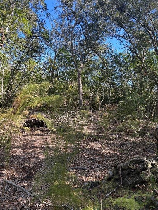 En Venta: $50,000 (16.68 acres)