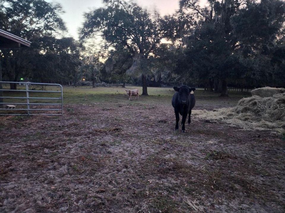 На продажу: $1,125,000 (3 спален, 2 ванн, 2257 Квадратных фут)