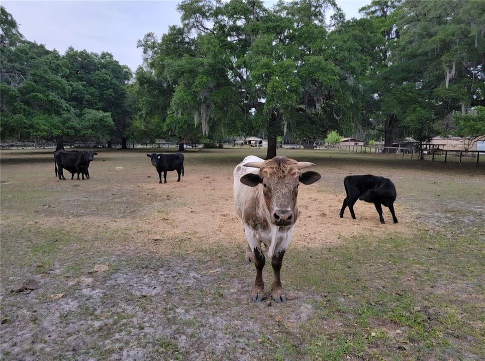 На продажу: $1,125,000 (3 спален, 2 ванн, 2257 Квадратных фут)