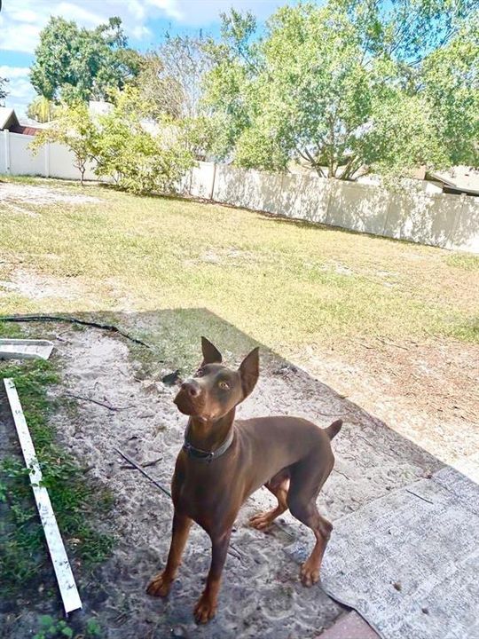 待售: $480,000 (3 贝兹, 2 浴室, 1700 平方英尺)