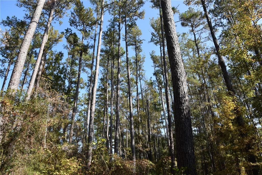 На продажу: $179,900 (20.00 acres)