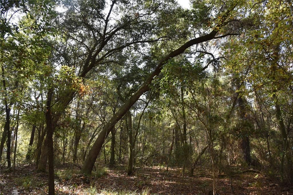 На продажу: $179,900 (20.00 acres)