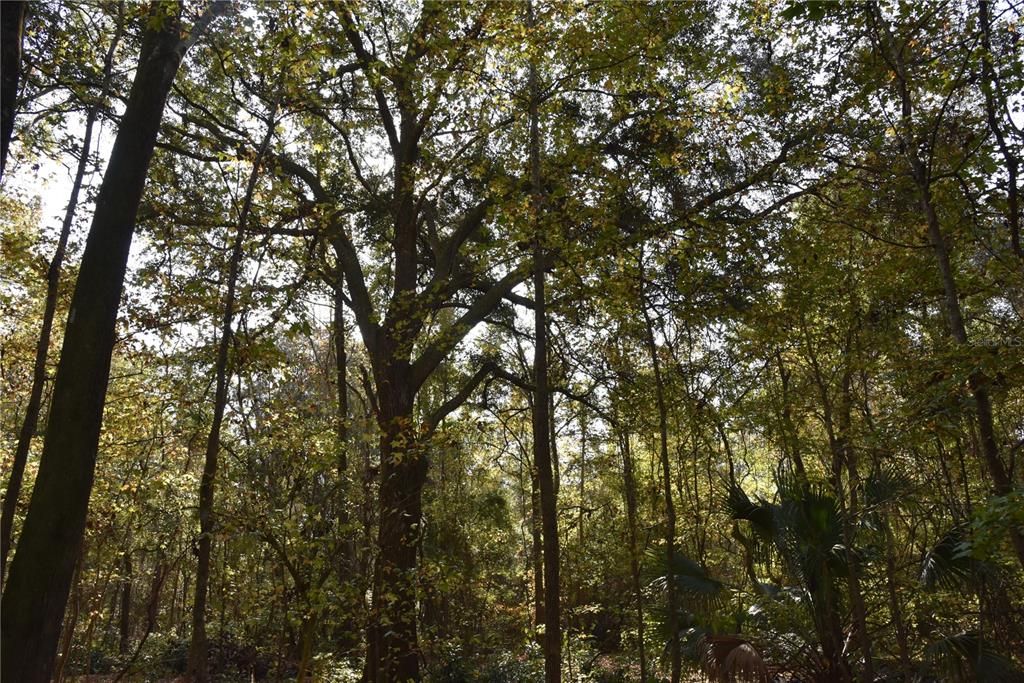 На продажу: $179,900 (20.00 acres)