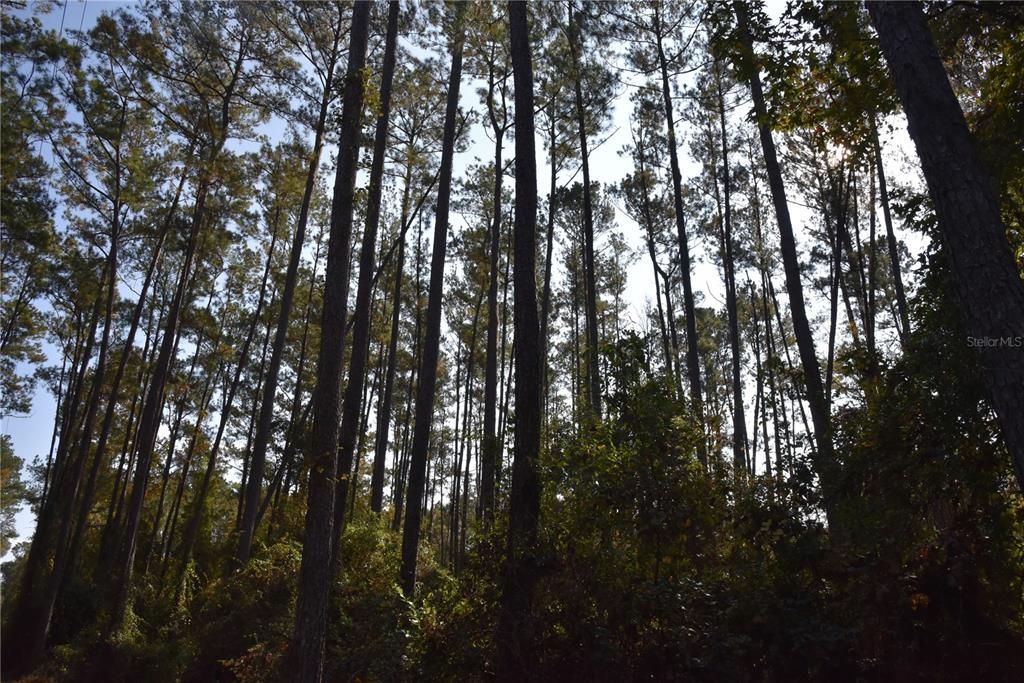 На продажу: $179,900 (20.00 acres)