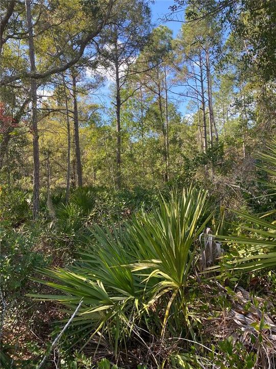 待售: $35,000 (0.26 acres)