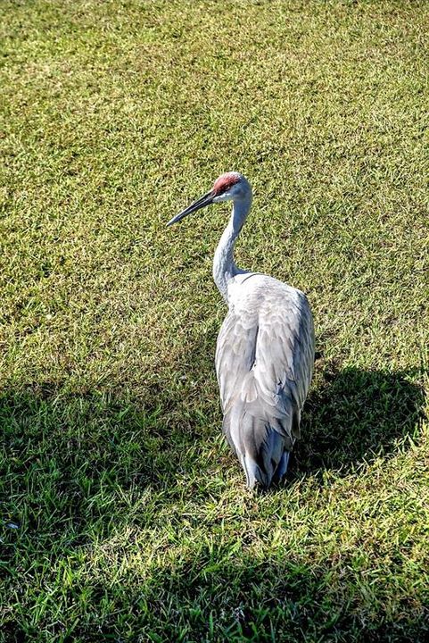 待售: $350,000 (3 贝兹, 2 浴室, 1502 平方英尺)