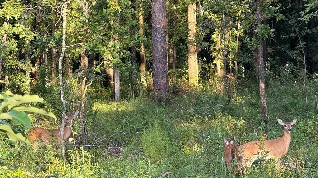 En Venta: $149,000 (5.00 acres)