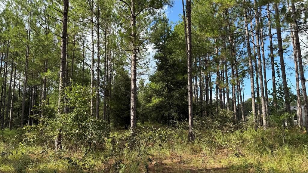 En Venta: $149,000 (5.00 acres)