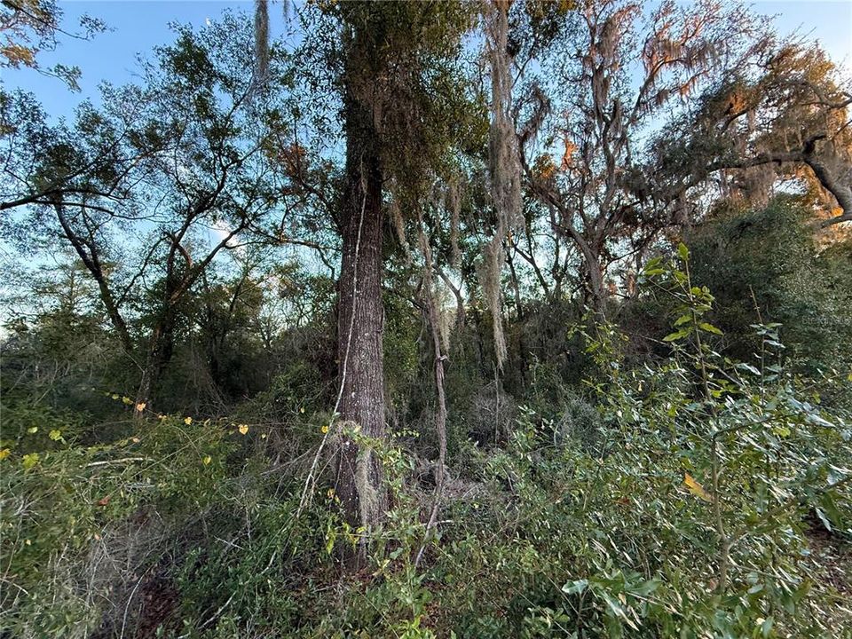 На продажу: $12,000 (0.46 acres)