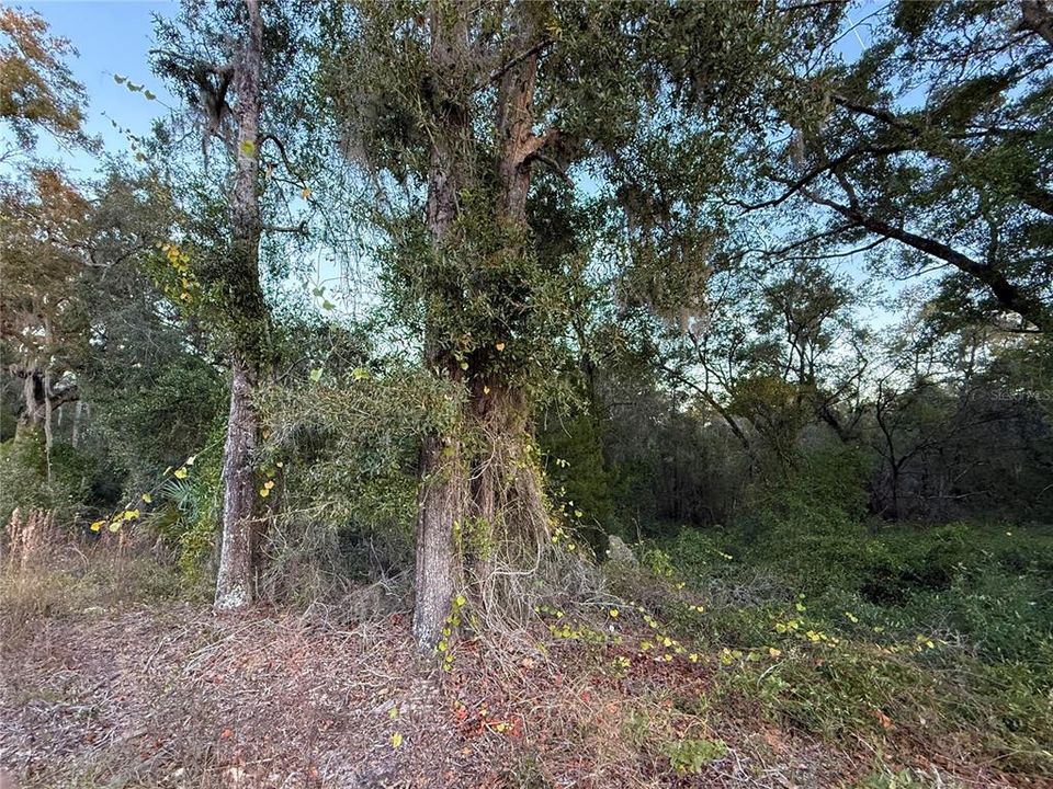 На продажу: $12,000 (0.46 acres)