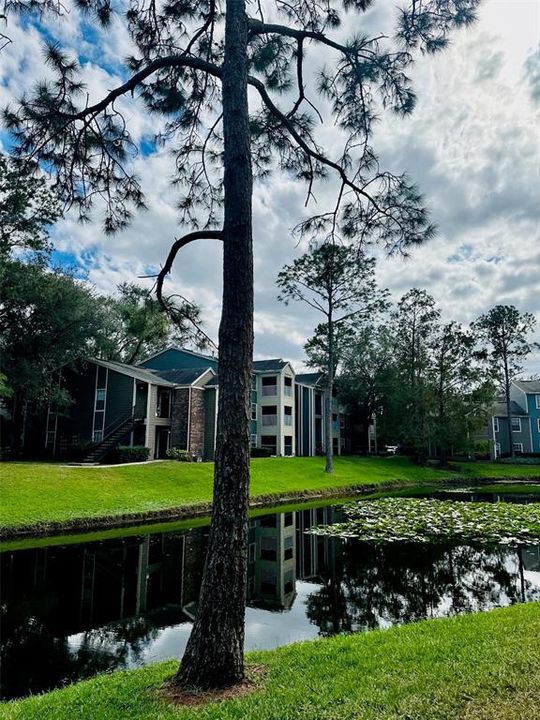 出租: $1,300 (1 贝兹, 1 浴室, 605 平方英尺)