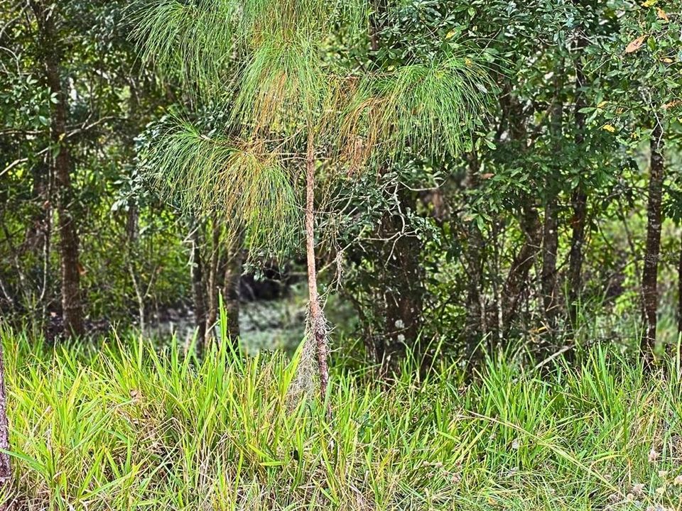 For Sale: $245,000 (1.90 acres)