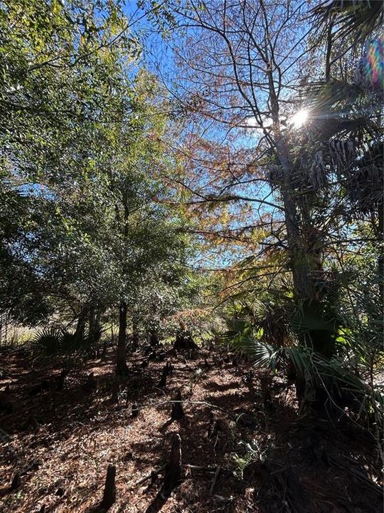 For Sale: $599,000 (40.17 acres)