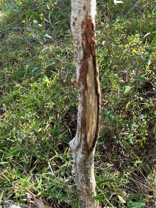 For Sale: $599,000 (40.17 acres)