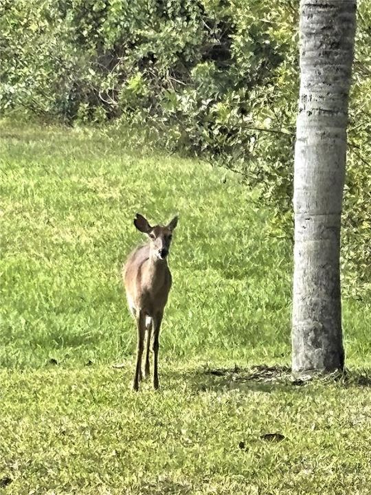 合同活跃: $325,000 (3 贝兹, 2 浴室, 1684 平方英尺)