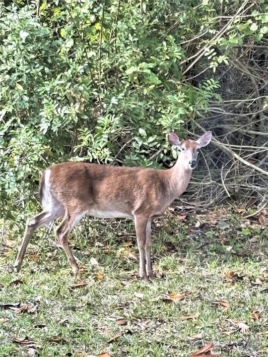 合同活跃: $325,000 (3 贝兹, 2 浴室, 1684 平方英尺)