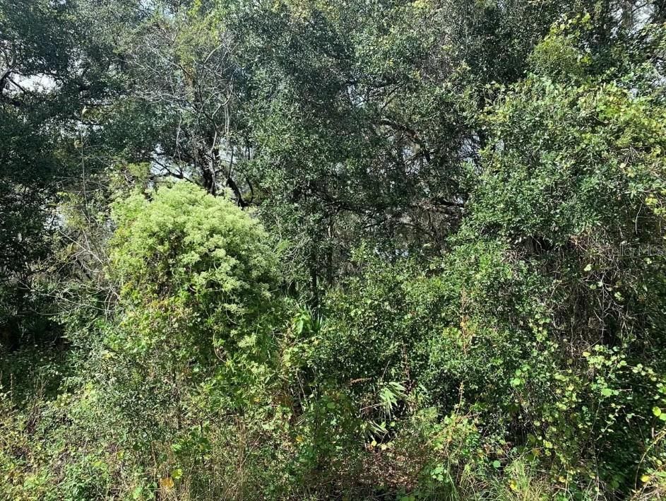 En Venta: $14,500 (0.23 acres)