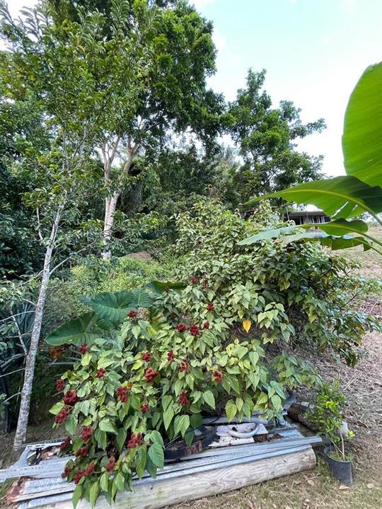 На продажу: $110,000 (0.97 acres)