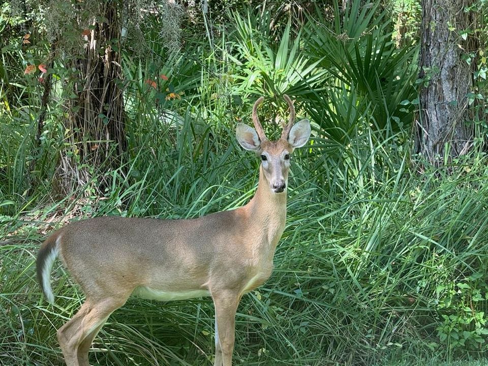 For Sale: $319,900 (3 beds, 2 baths, 1587 Square Feet)