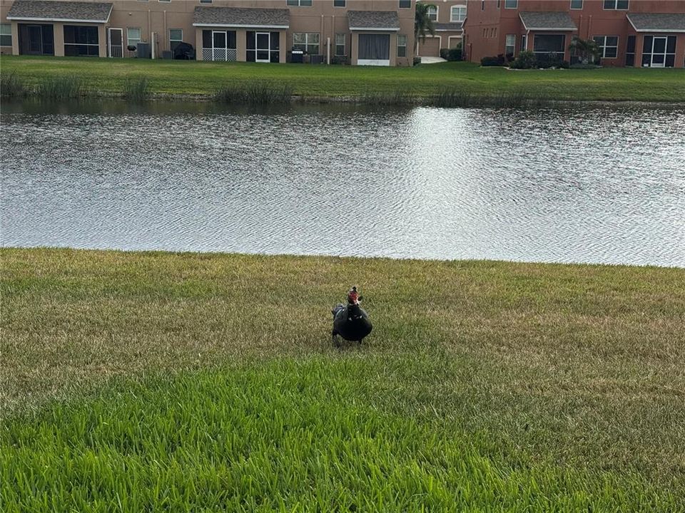 En Renta: $2,295 (3 camas, 2 baños, 1420 Pies cuadrados)