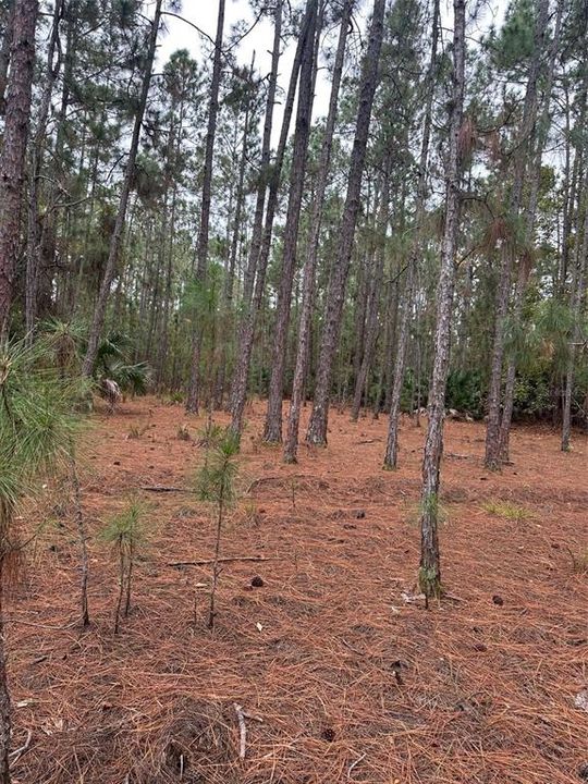 En Venta: $250,000 (5.03 acres)