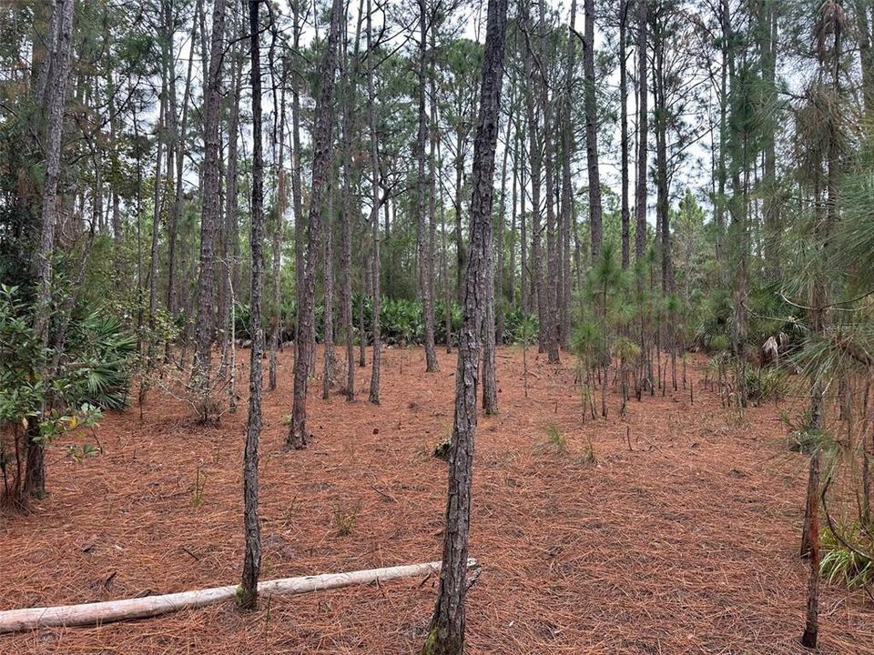 En Venta: $250,000 (5.03 acres)