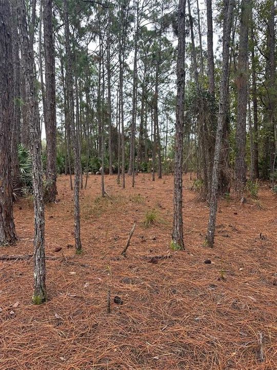 En Venta: $250,000 (5.03 acres)